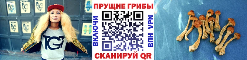 Купить  Певек  Псилоцибиновые грибы прущие грибы 